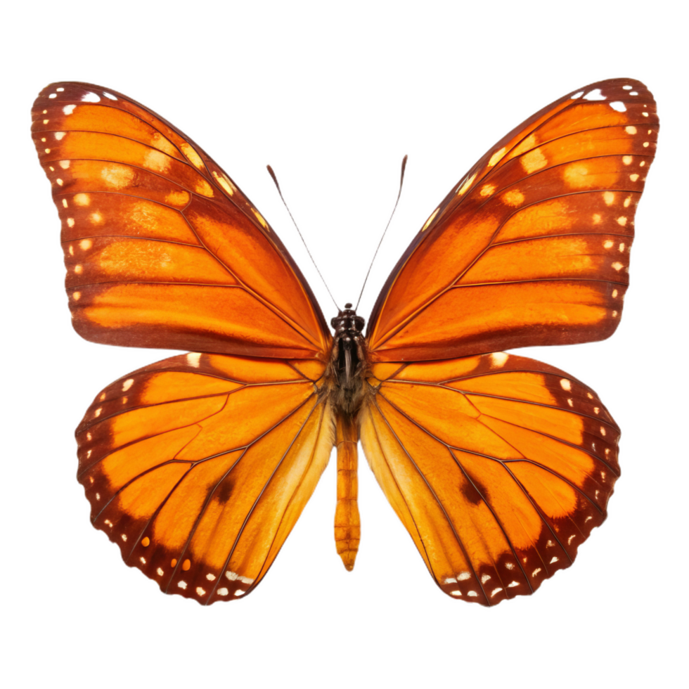 bright orange butterfly with intricate wing patterns, showcasing vibrant colors and delicate details. This stunning insect is symbol of beauty and transformation png
