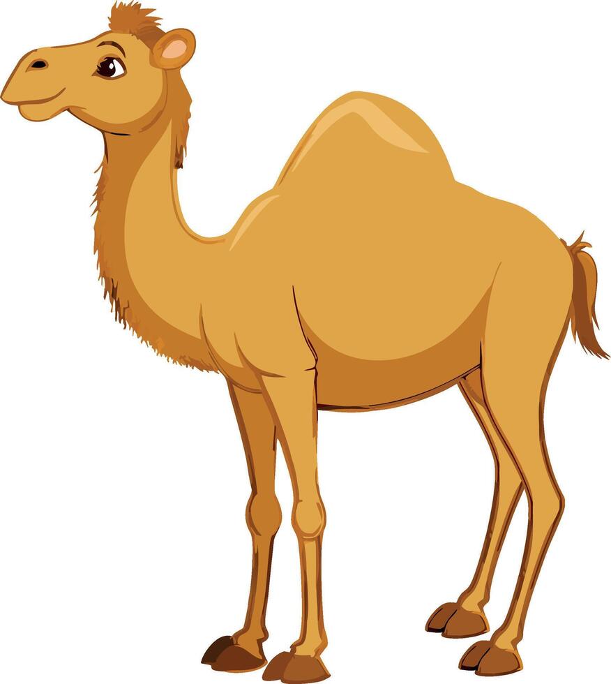 Cartoon camel on white background vector