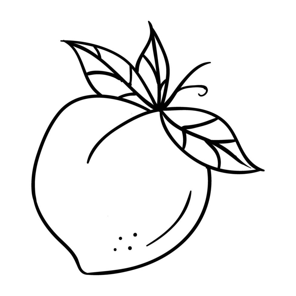 a peach is drawn in black and white vector