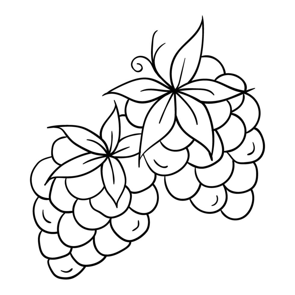 black and white drawing of a bunch of grapes vector