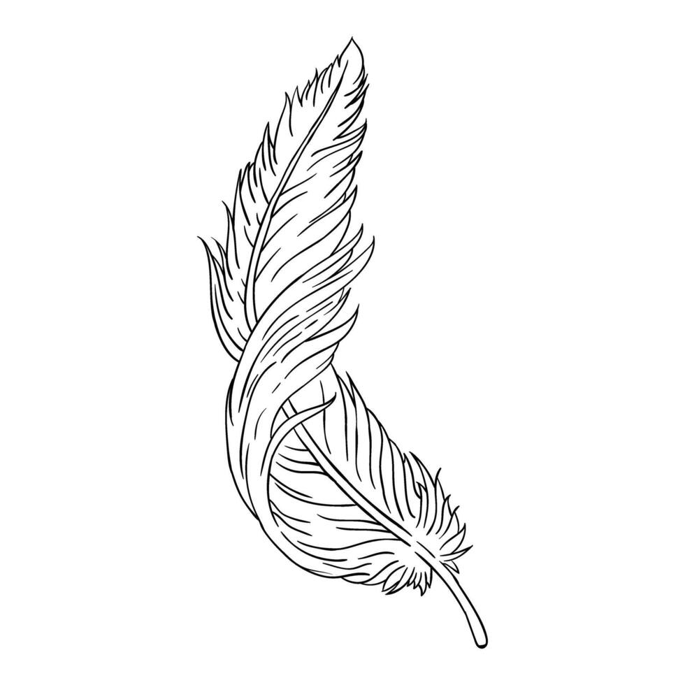 an artistic hand drawing feather vector