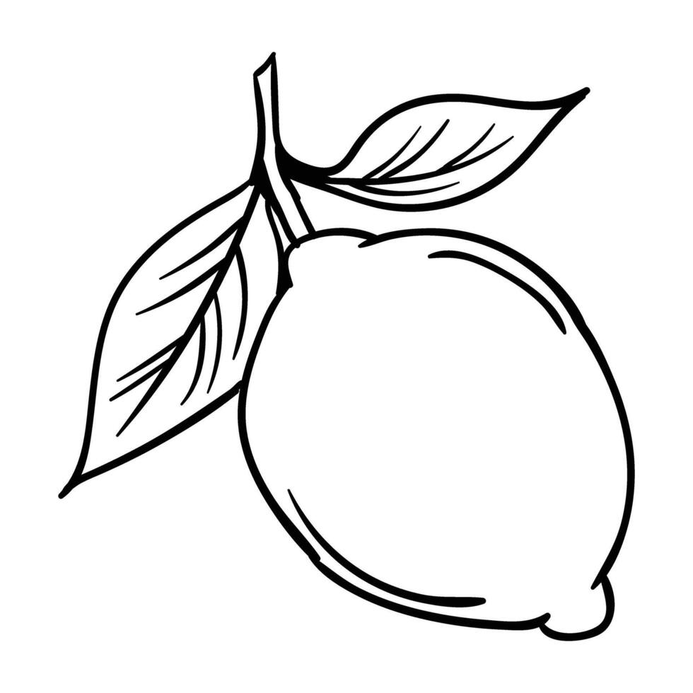 lemon fruit illustration vector