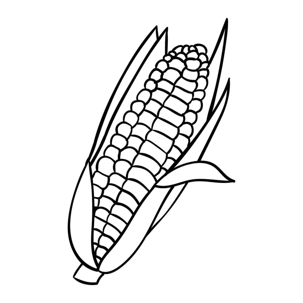 corn on the cob coloring page vector