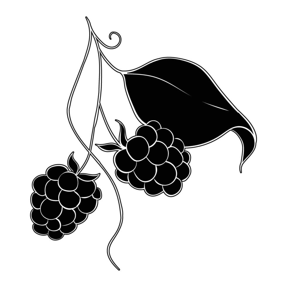 black and white illustration of a blackberry vector