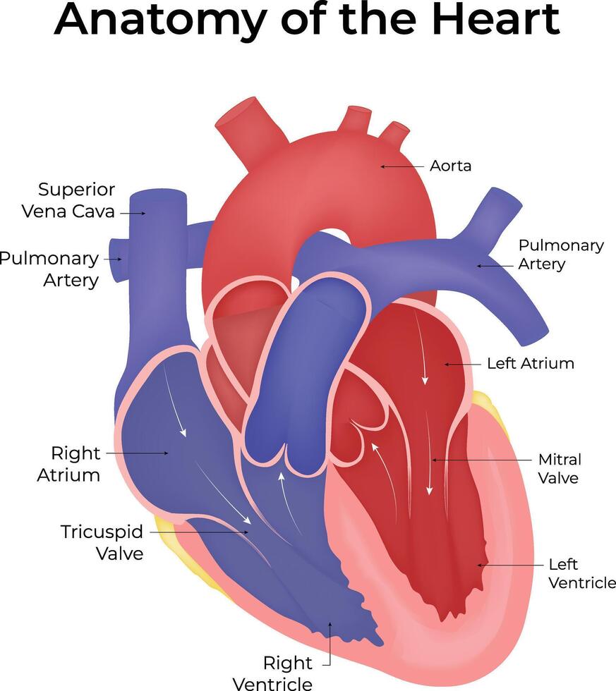 Anatomy of the Heart Design Illustration vector