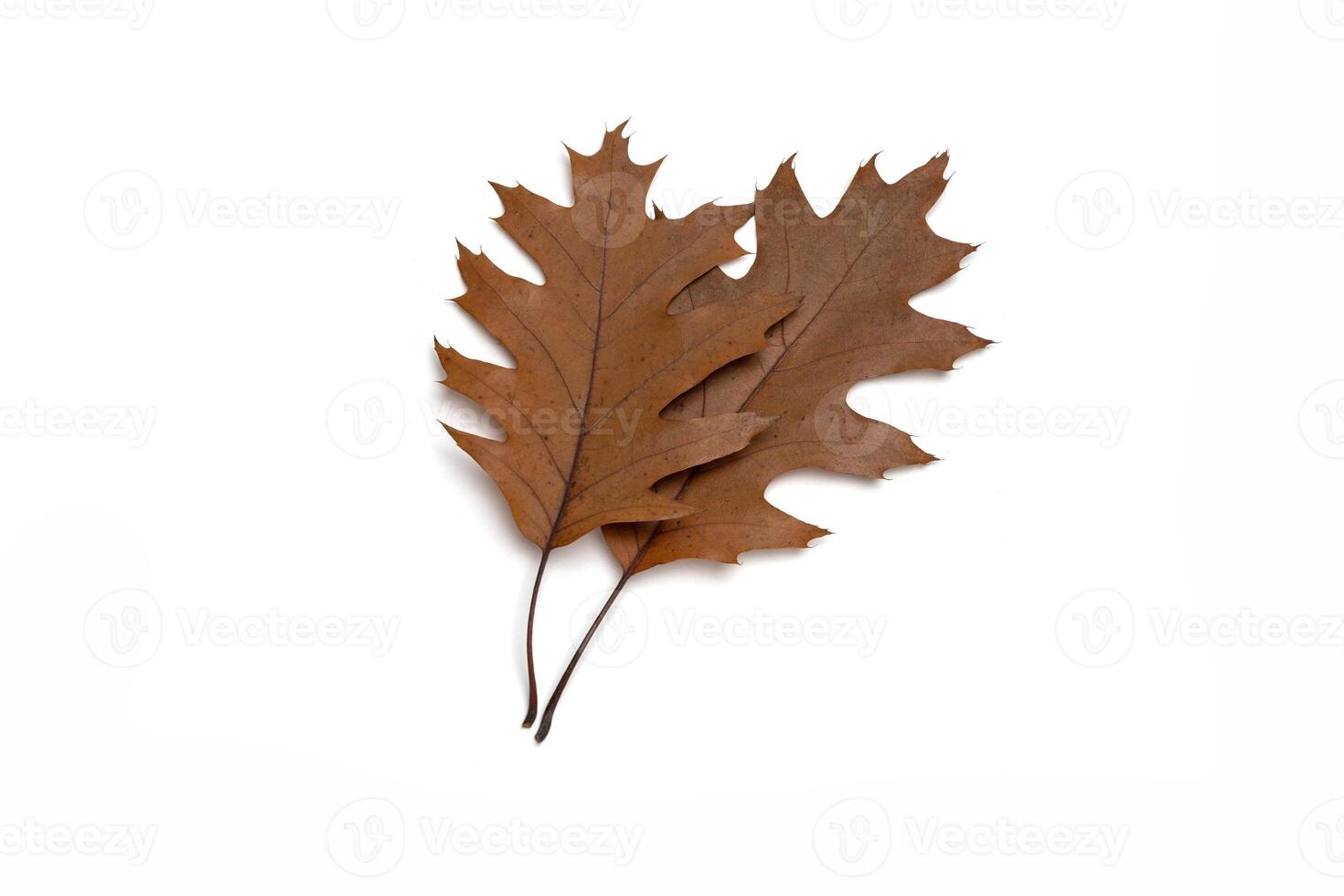 dry autumn fallen oak leaves isolated on white background photo