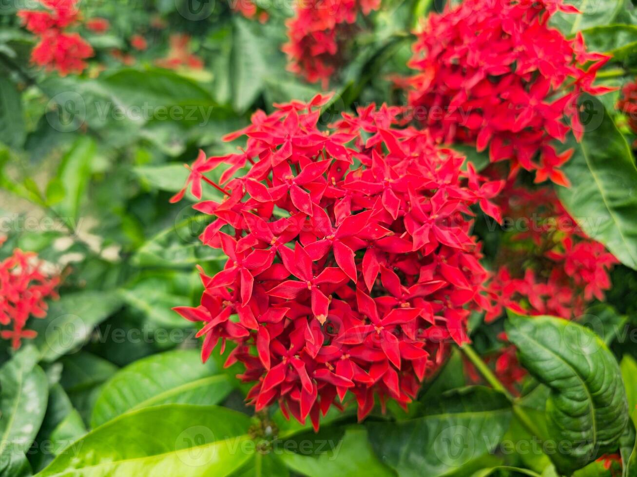 Flower closeup photography photo