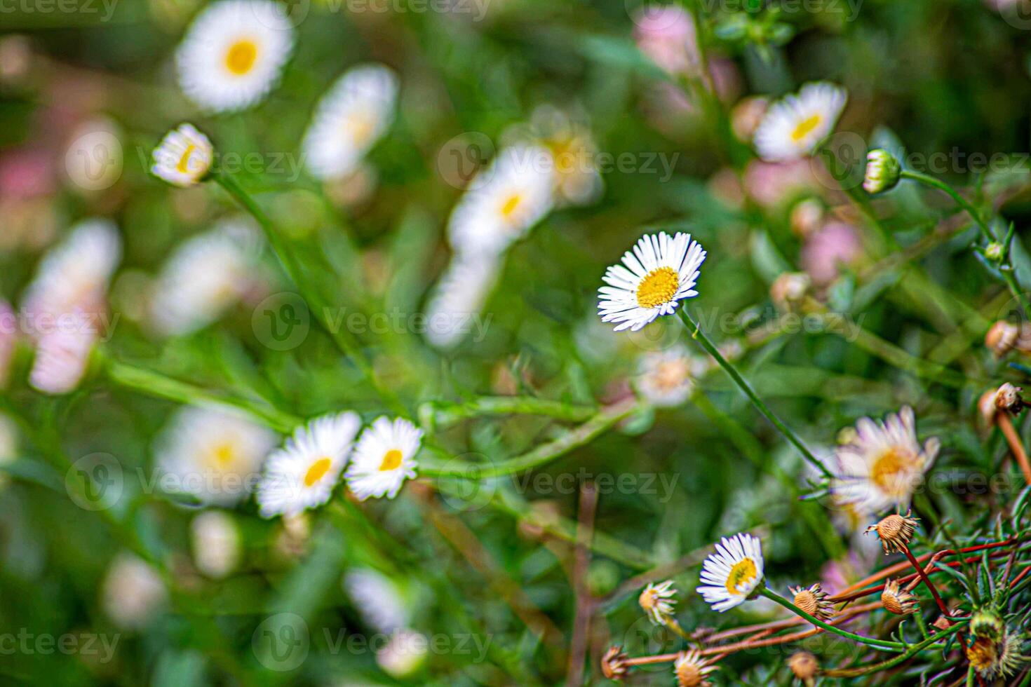 Small white flower fields in the garden photo