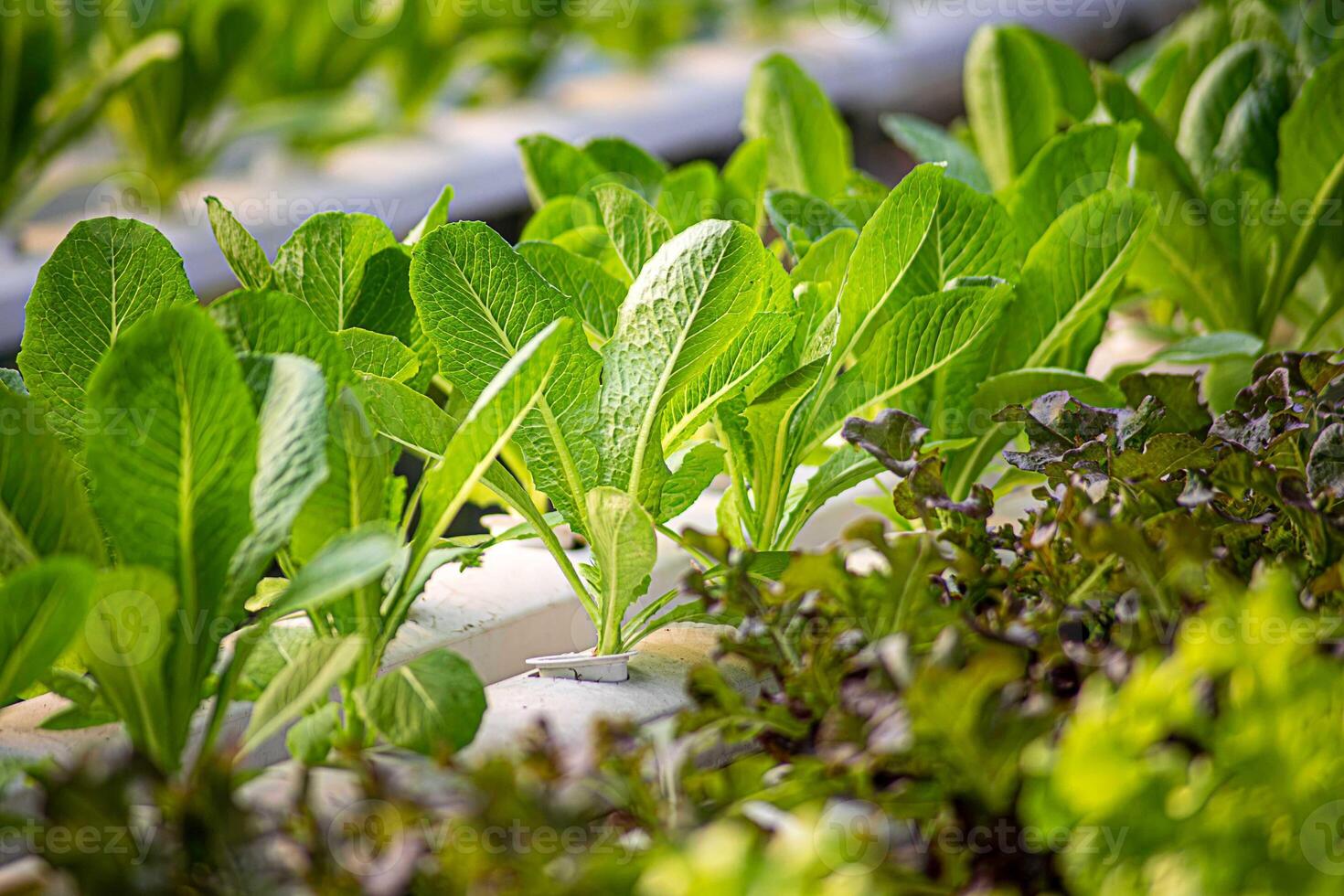 Greenhouse greenhouse greenhouse soilless cultivation of vegetables photo