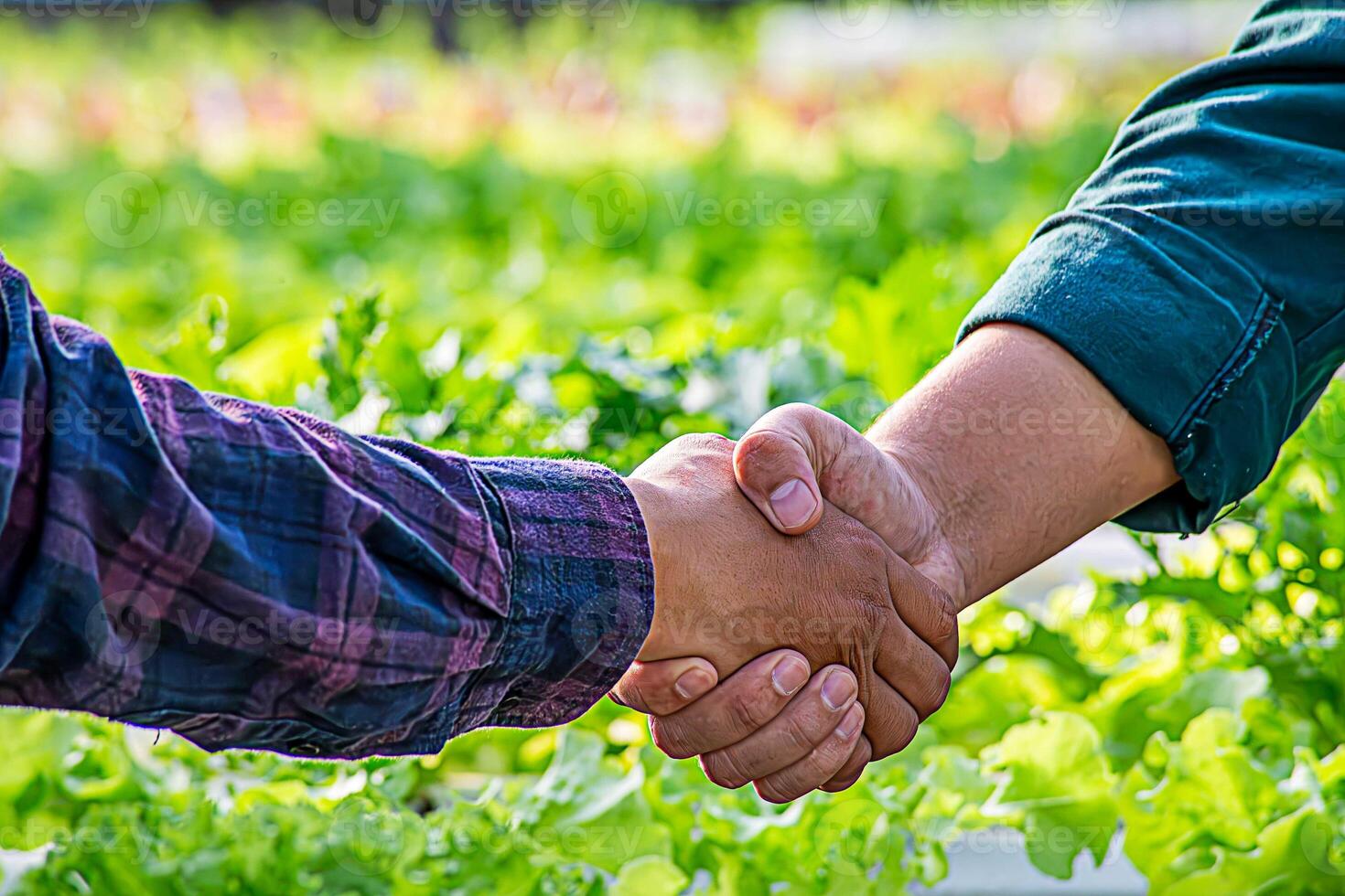 Handshaking between farmers and customers for business partners. Farmer working hydroponic vegetable garden at greenhouse. photo