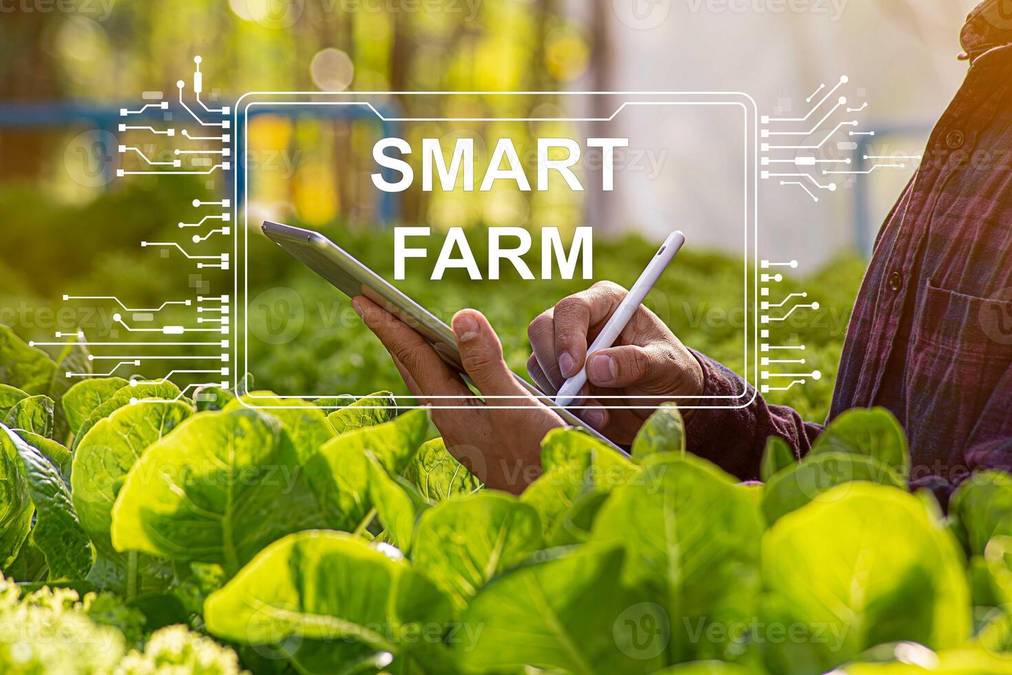 Female farmer inspecting her smart farm grain field. technology and send data to the cloud from the tablet. in the analysis and control of plant quality in the soil smart digital agriculture photo