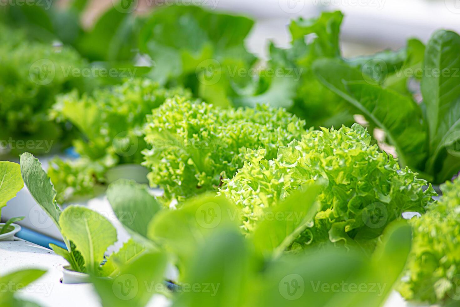 Field vegetable lettuce fresh organic farm. Close up hydroponic vegetable plantation green salad cultivate farm. Green oak lettuce salad in green Farm. Salad farm vegetable green oak lettuce field photo