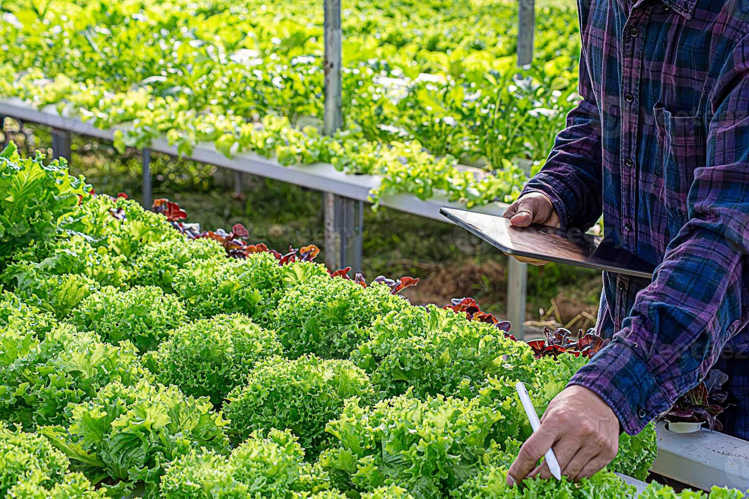 Smart farming and farm technology concept. Smart young asian farmer man using tablet to check quality and quantity of organic hydroponic vegetable garden at greenhouse in morning. photo