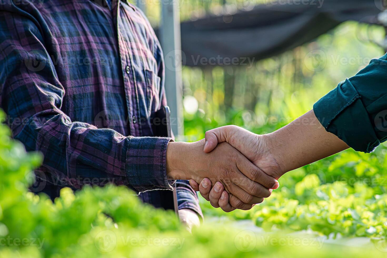 Close-up of African farmers shaking hands on the background of a soybean field photo