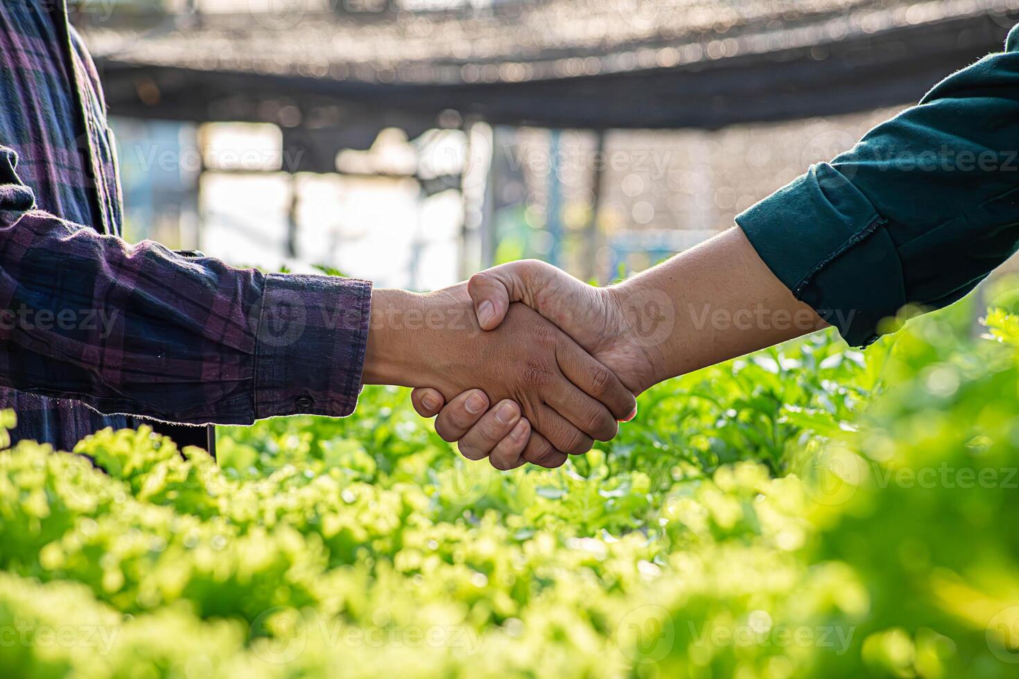 Close-up of African farmers shaking hands on the background of a soybean field photo