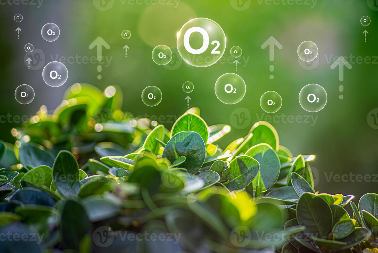 O2 bubbles in the middle of a lush forest are a metaphor for the purifying processes of air through nature. photo
