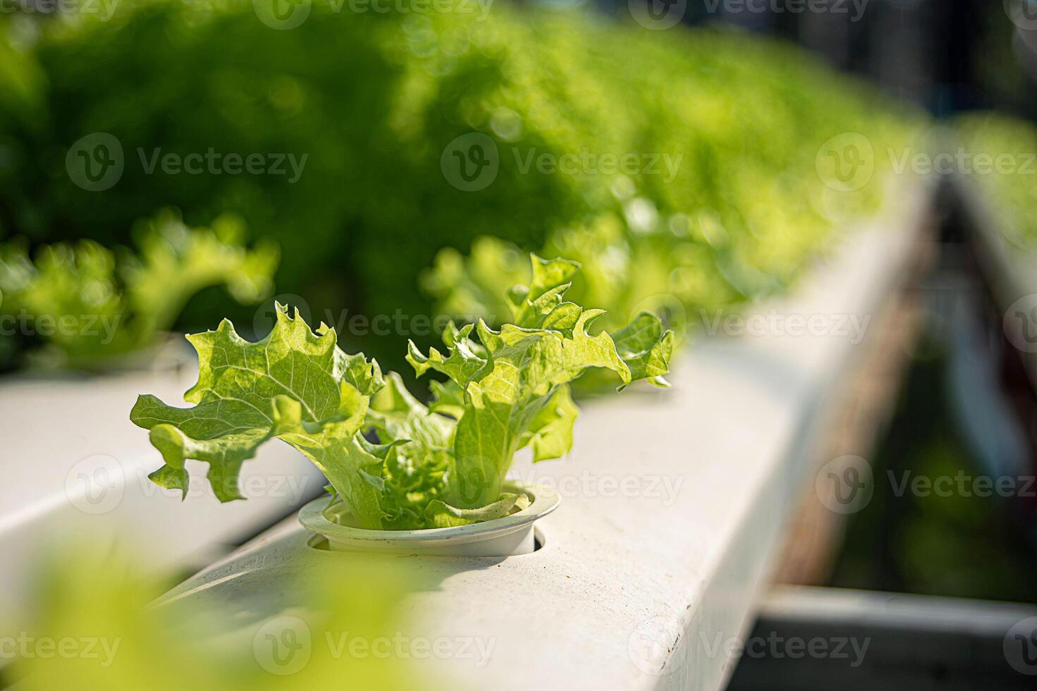 Hydroponic Vegetable Farm. photo