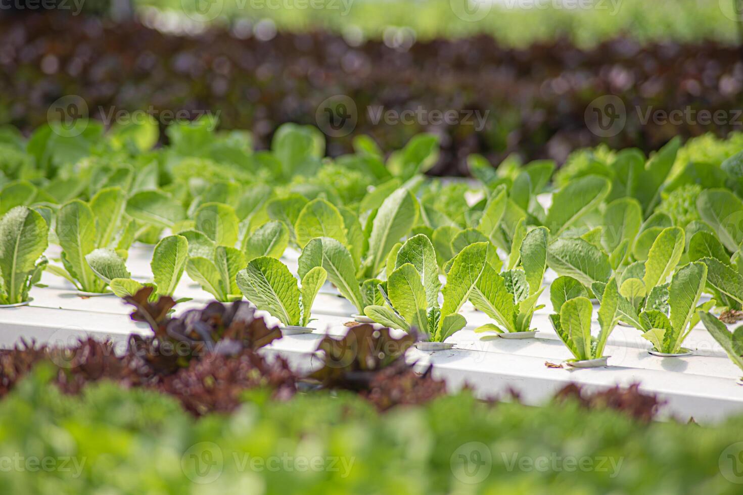 Field vegetable lettuce fresh organic farm. Close up hydroponic vegetable plantation green salad cultivate farm. Green oak lettuce salad in green Farm. Salad farm vegetable green oak lettuce field photo
