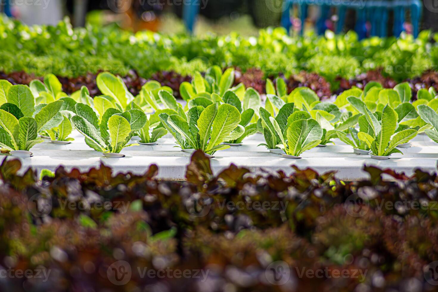 Field vegetable lettuce fresh organic farm. Close up hydroponic vegetable plantation green salad cultivate farm. Green oak lettuce salad in green Farm. Salad farm vegetable green oak lettuce field photo