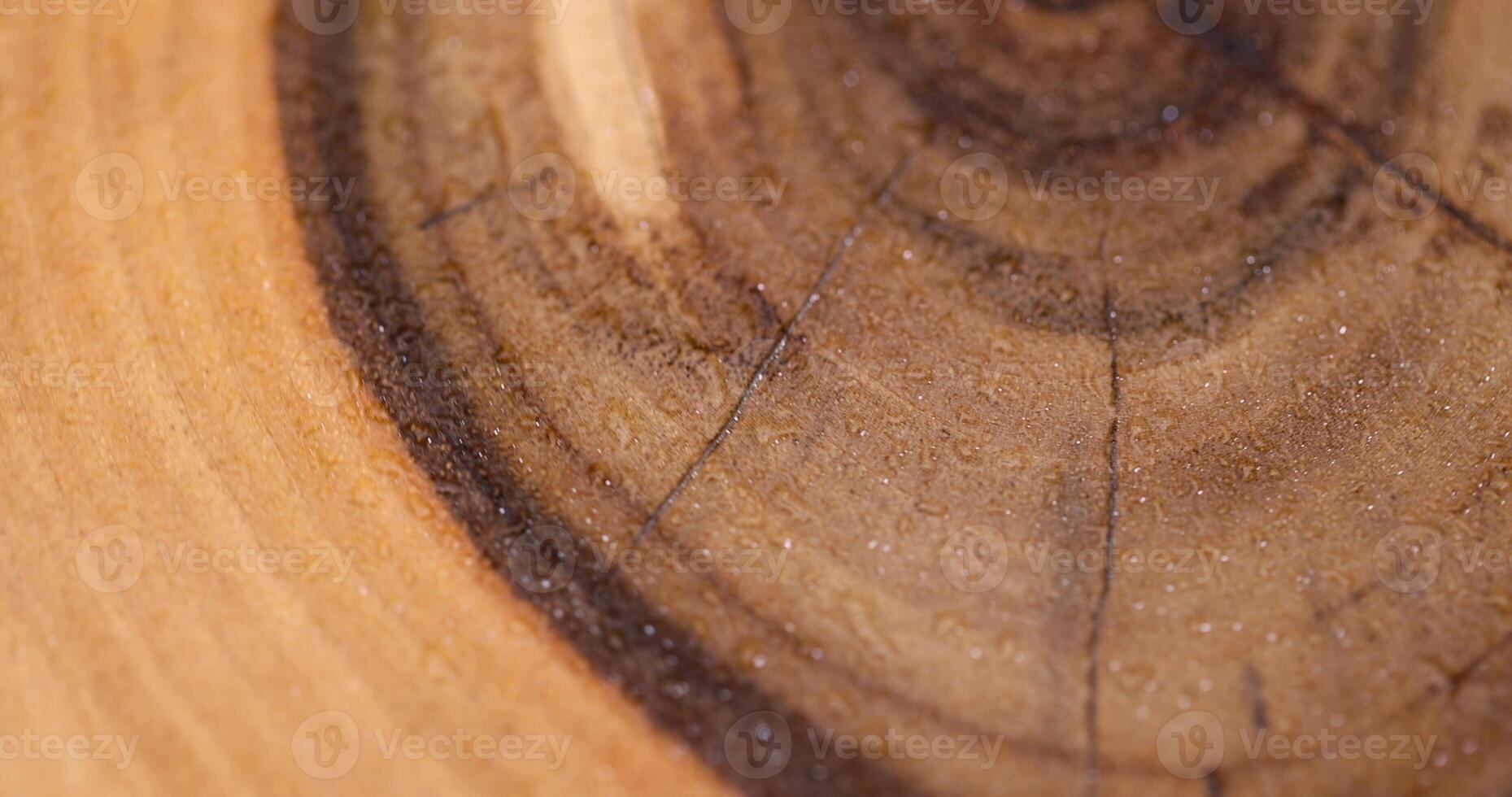 wet polished walnut surface with annual rings photo