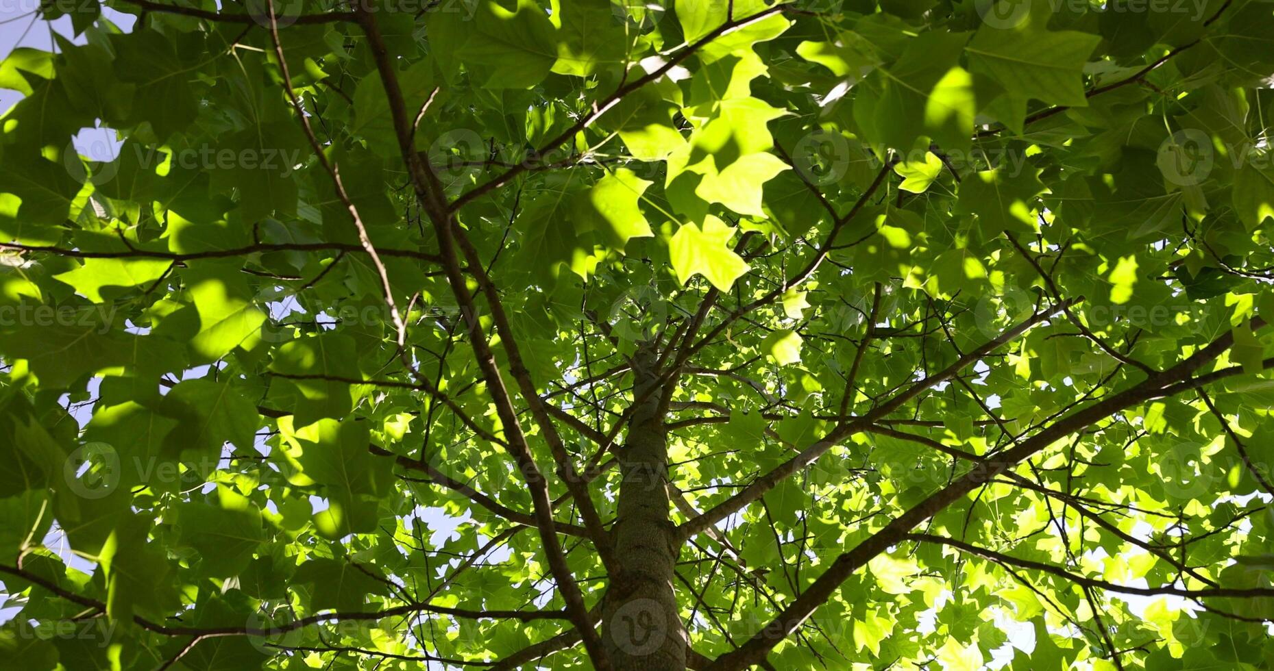 the green foliage of the tulip tree in the summer photo