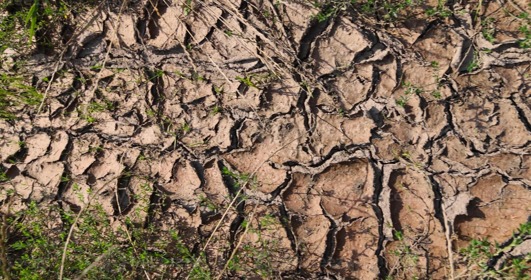 part of a field covered with cracks without plants during dehydration in the heat photo