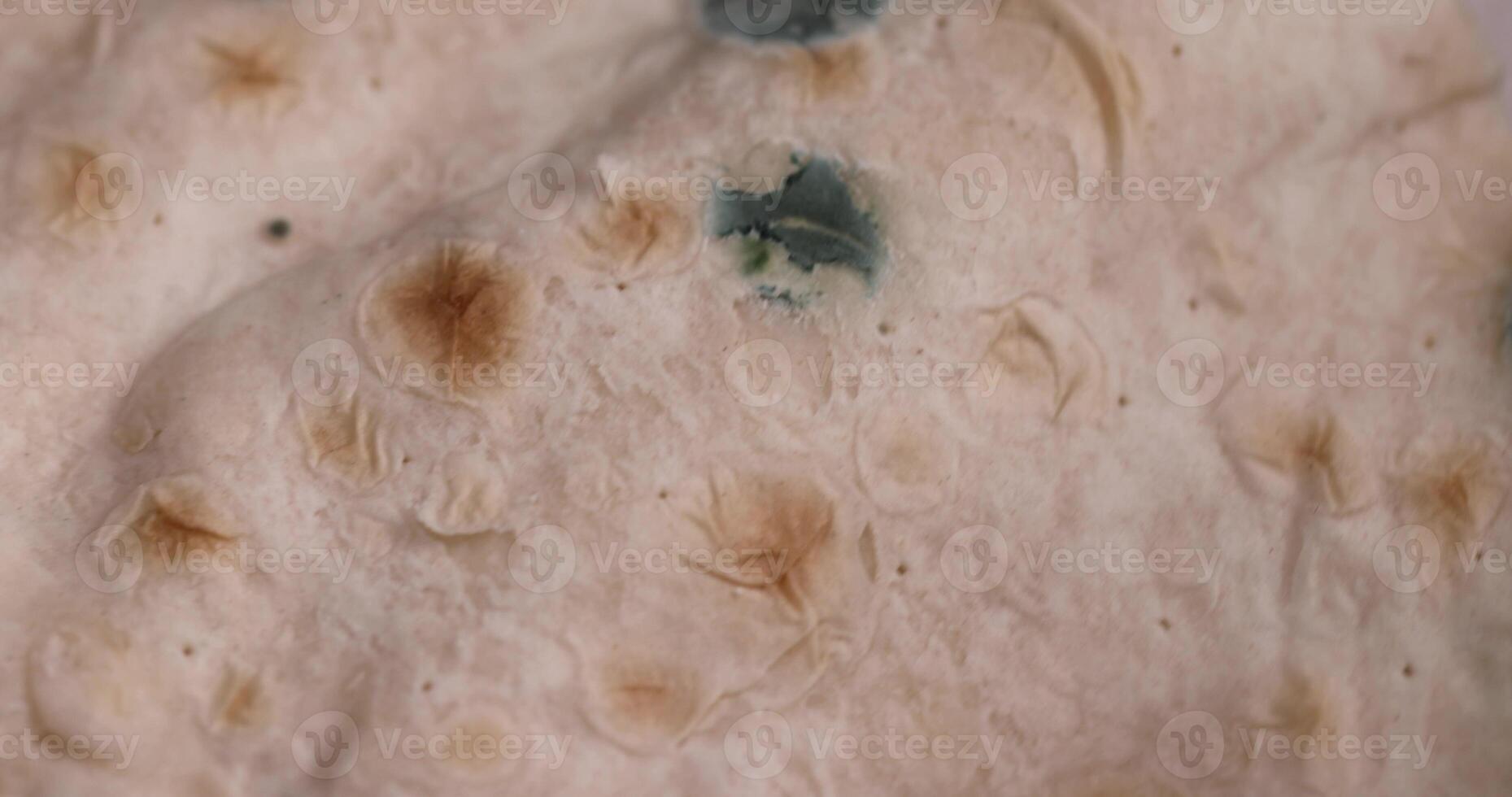 a spoiled wheat flour tortilla covered with mold photo