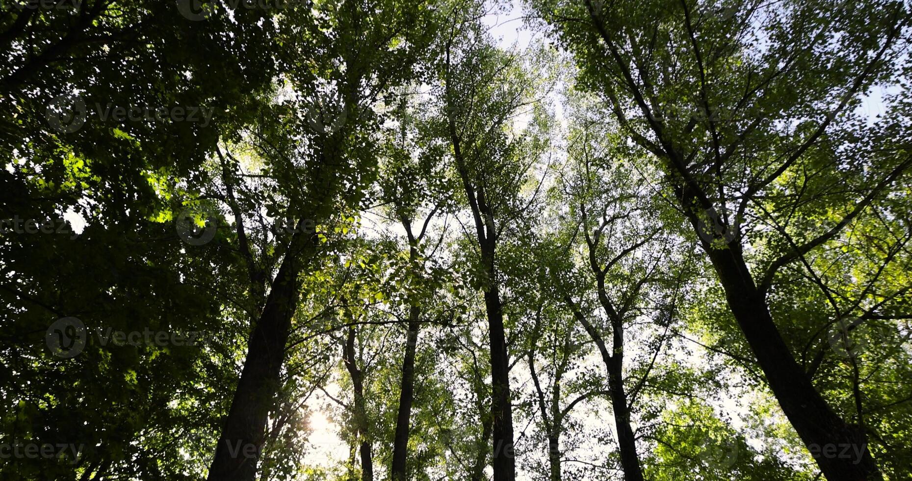 the sun shines through the green foliage of the trees in spring photo