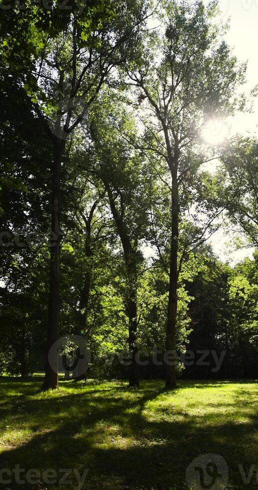 Mixed deciduous forest with green foliage in summer photo