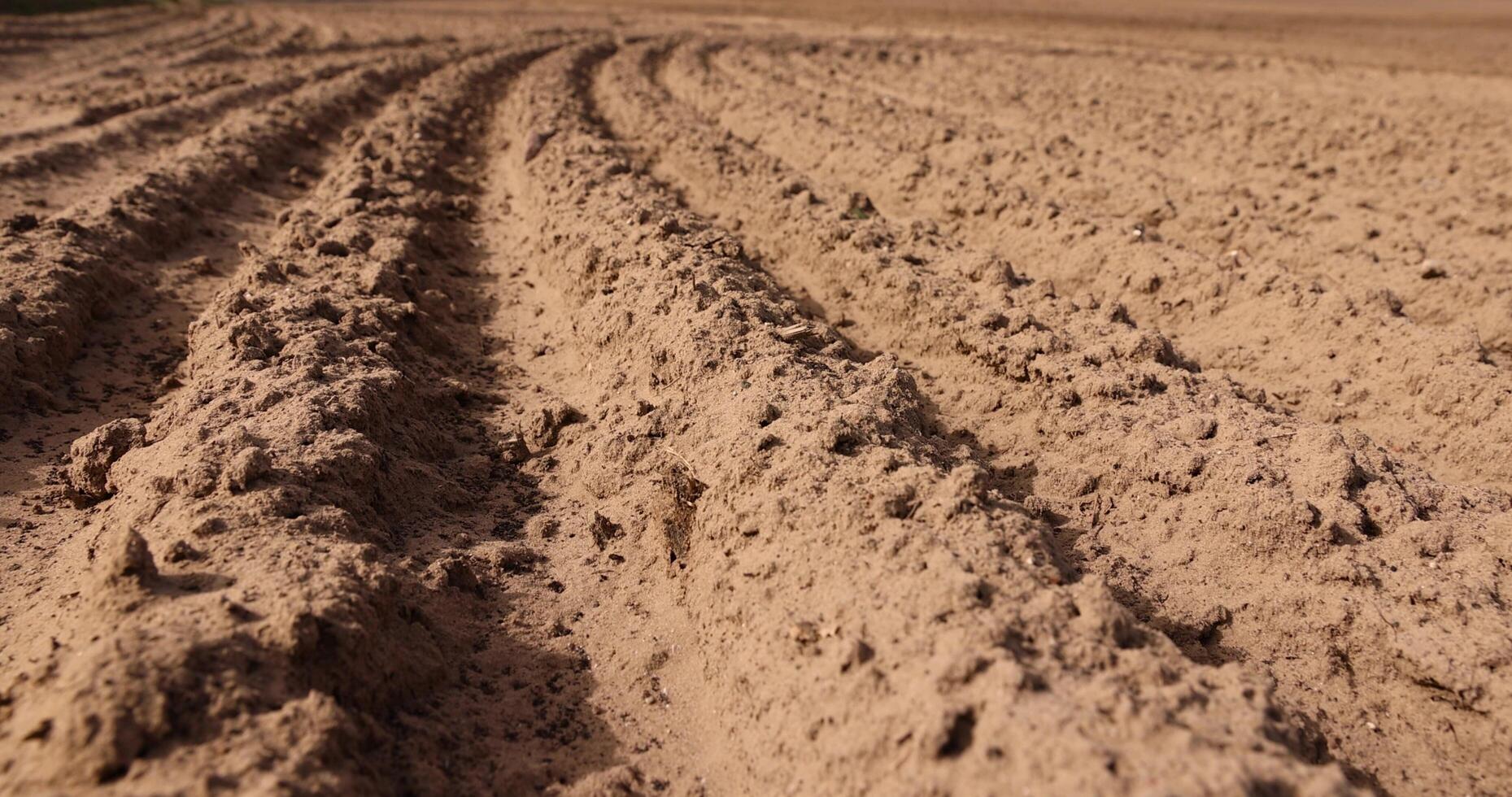 a plowed field in spring for planting a new crop, photo