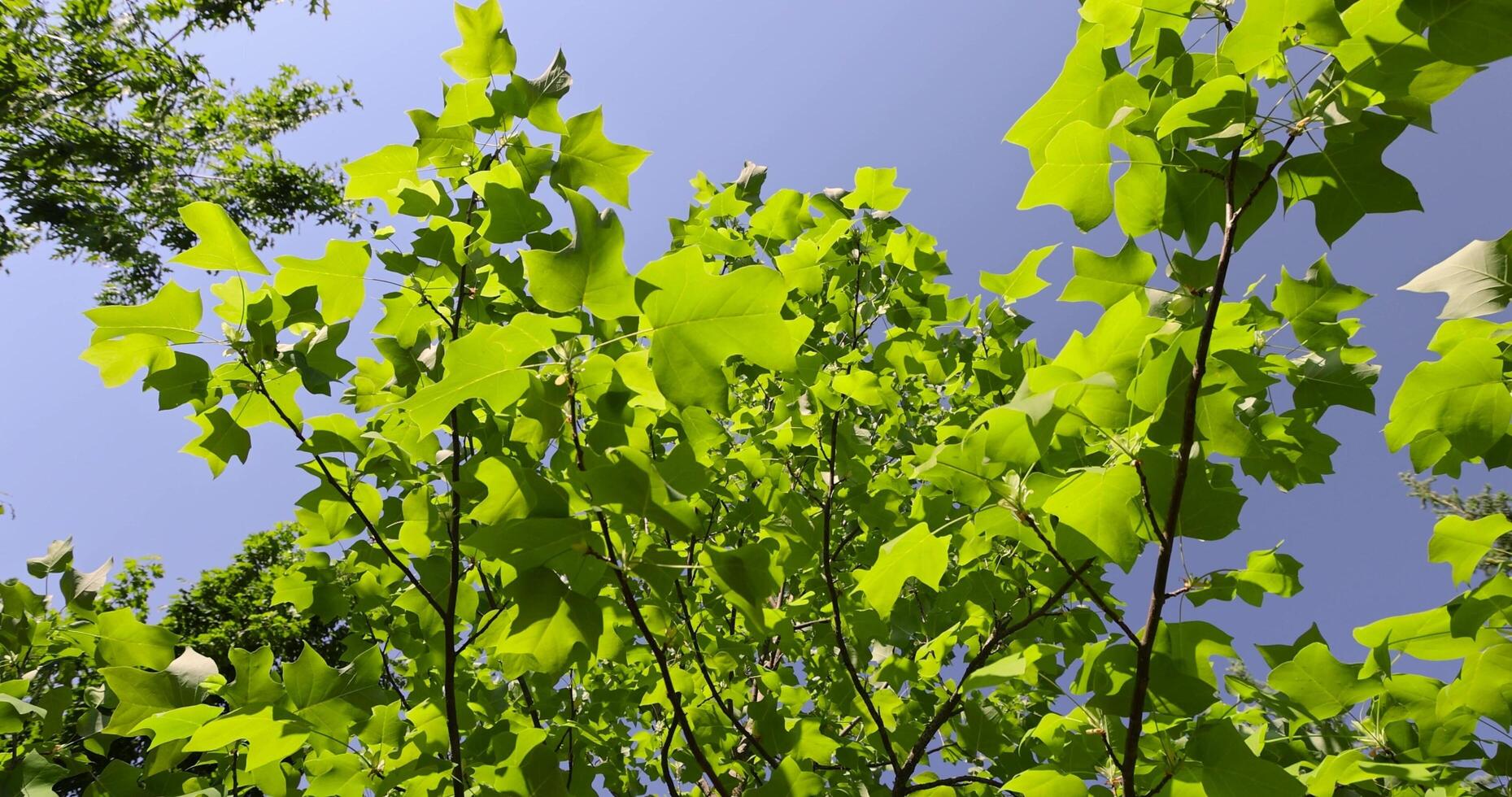 the green foliage of a tulip tree in sunny weather photo
