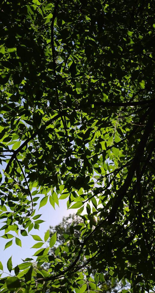the green foliage of the ash tree in the summer photo