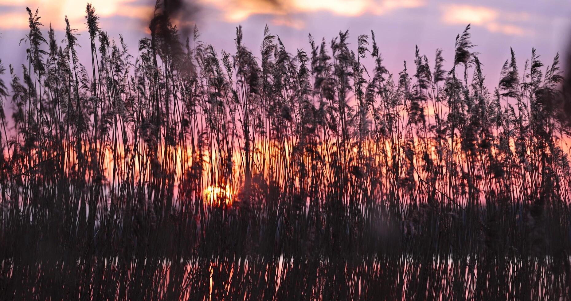beautiful orange sky at sunset in spring photo