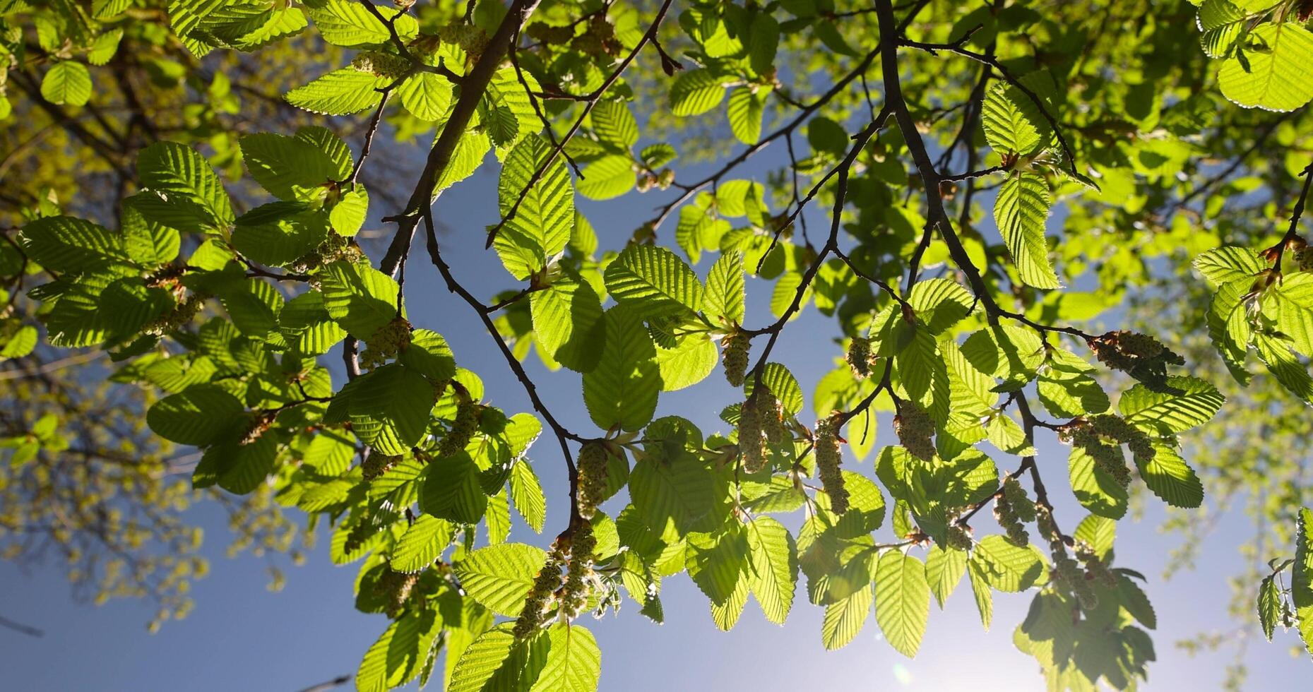 new hornbeam foliage in spring on a sunny day photo