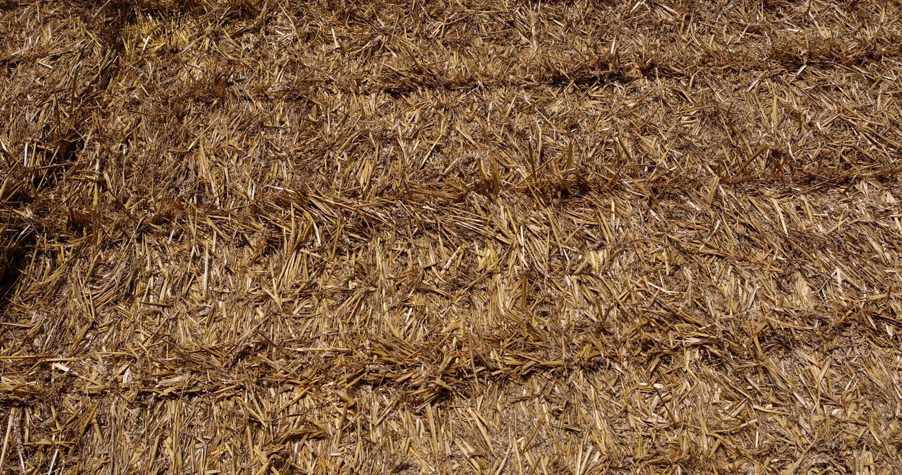 old straw from the wheat harvest in rectangular stacks in winter photo