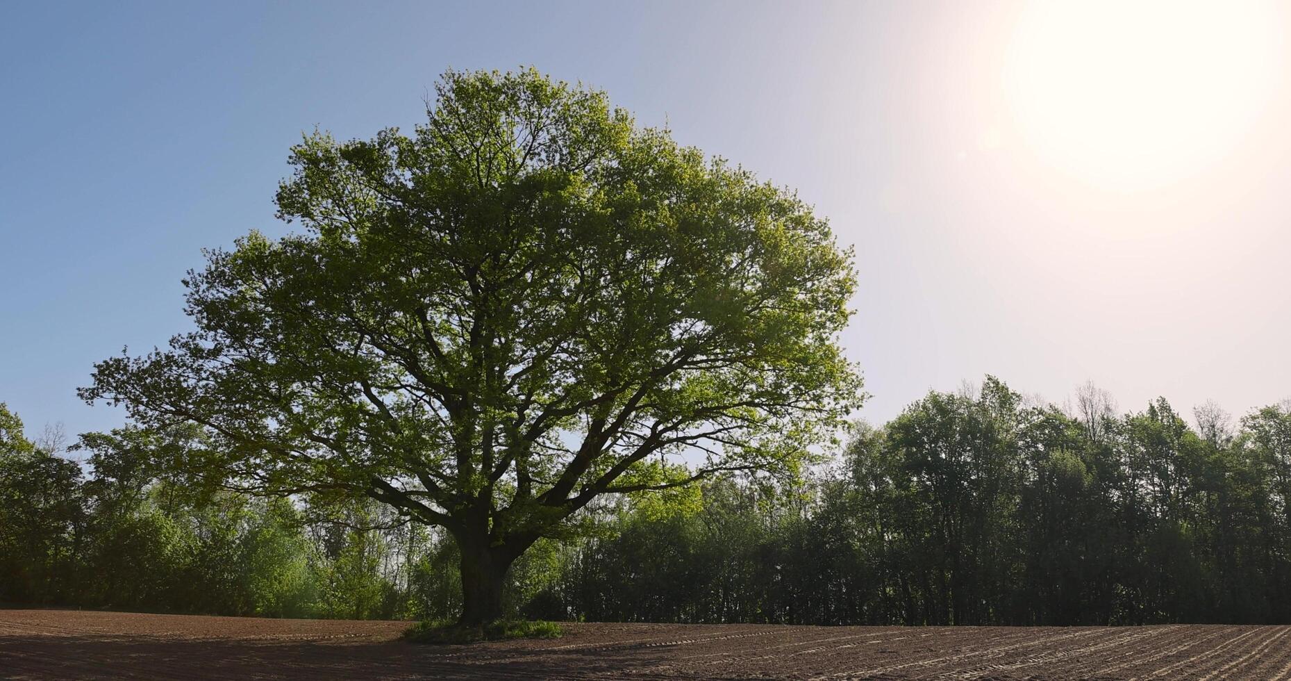 single growing oak tree in an agricultural field photo