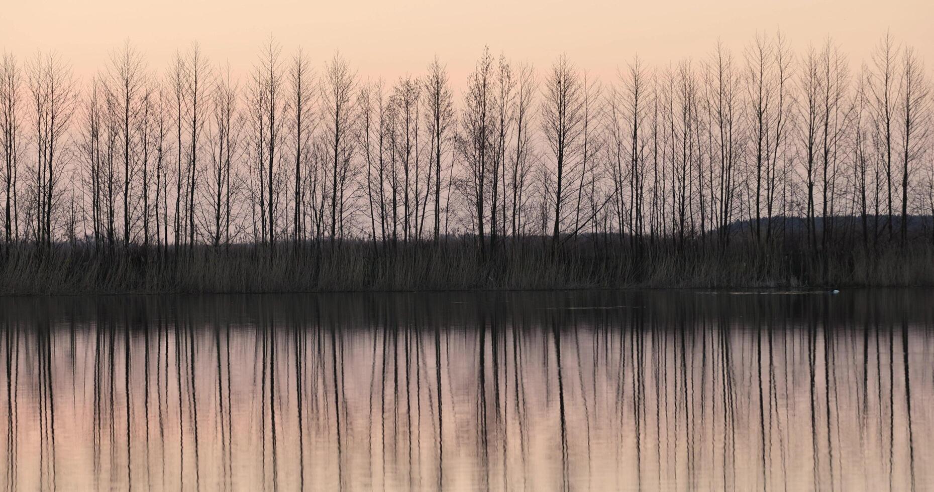 reflection of trees at sunset, river with reflection photo