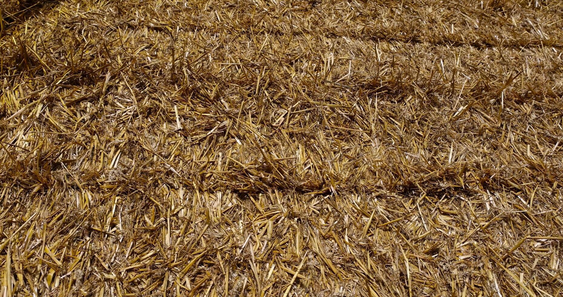 old straw from the wheat harvest in rectangular stacks in winter photo