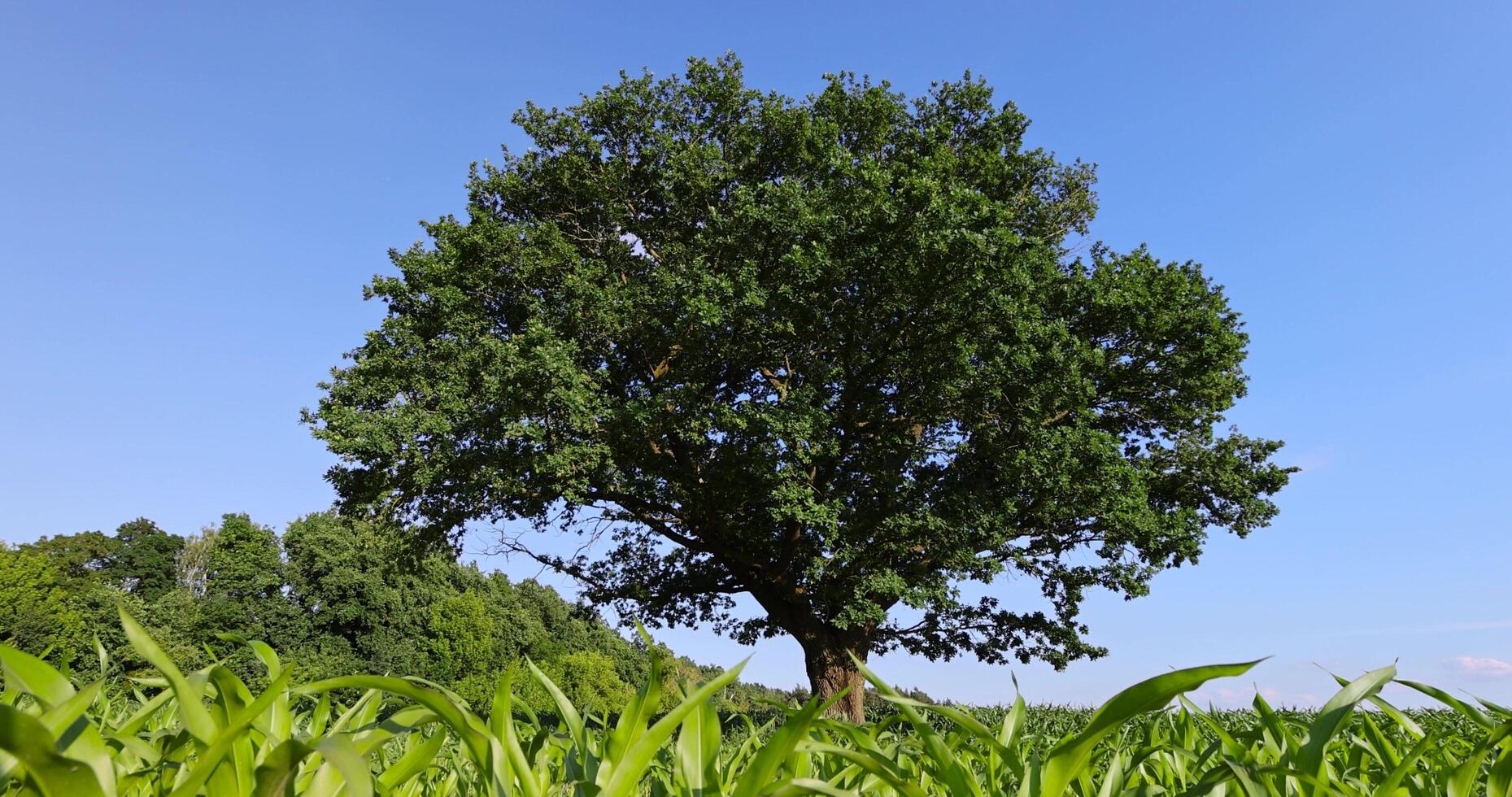 a green oak in green corn on a blue sky background photo