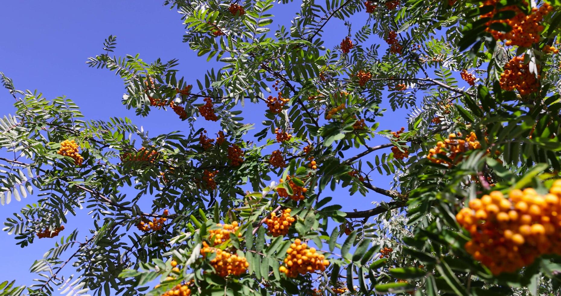 the green foliage and red berries of the mountain ash tree in the summer photo