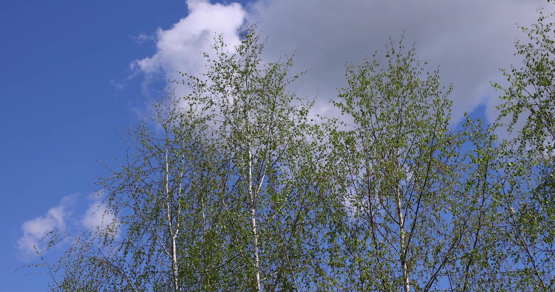 a birch tree without foliage in the spring season photo
