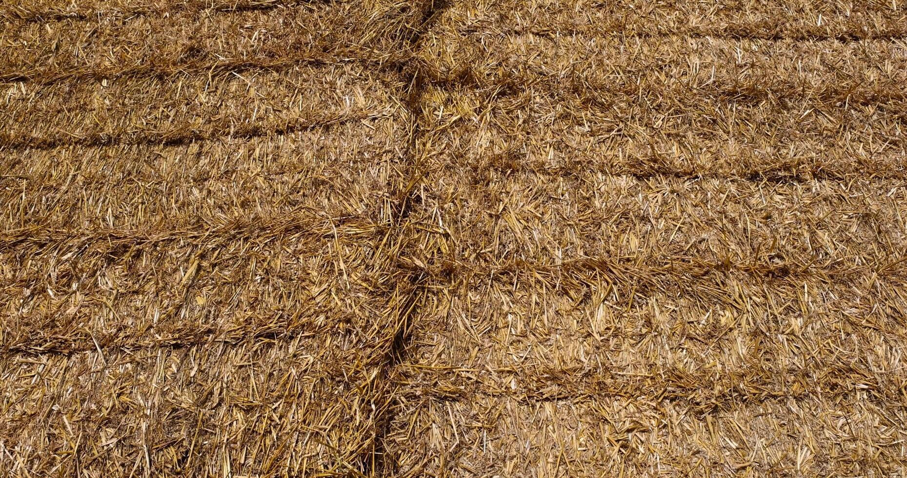 old straw from the wheat harvest in rectangular stacks in winter photo