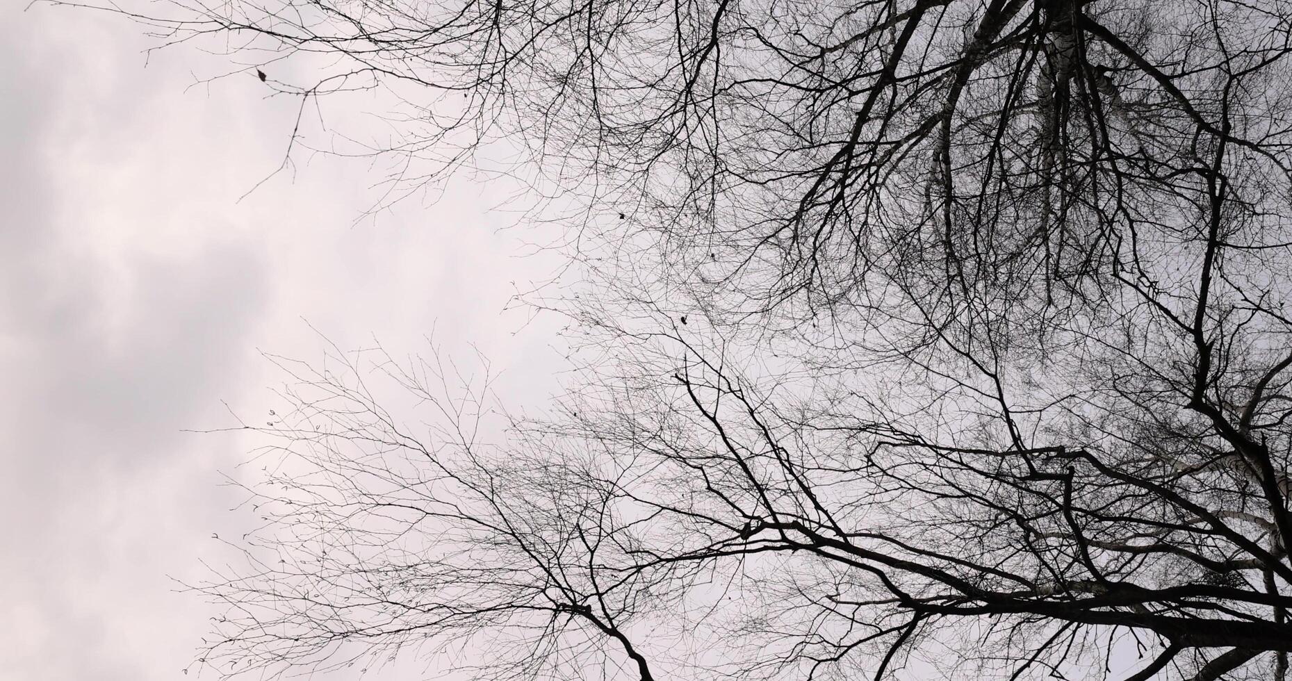 cloudy weather in windy weather in the winter park with birch tree photo