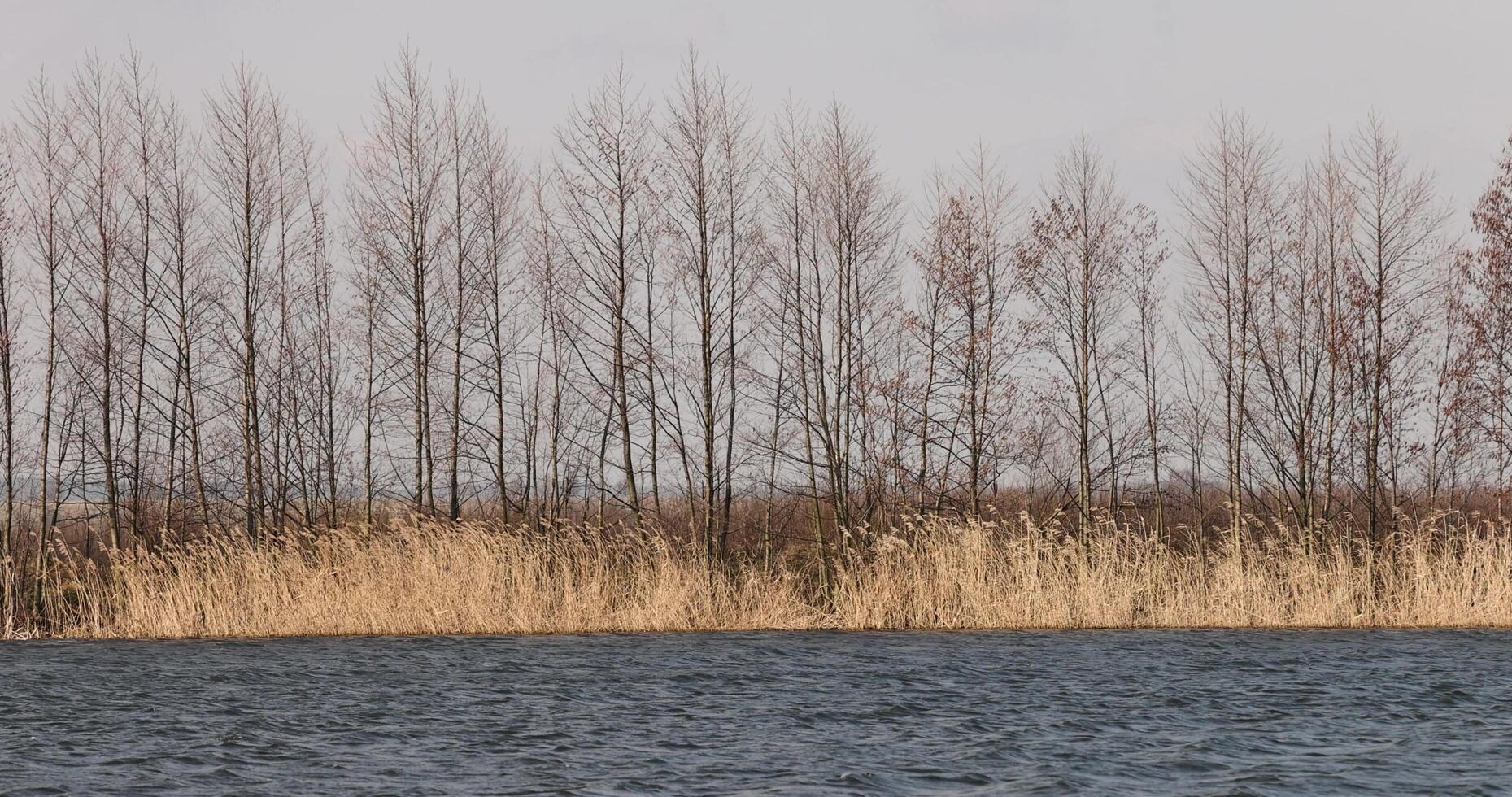 the lake and plants growing on the shore in the spring photo