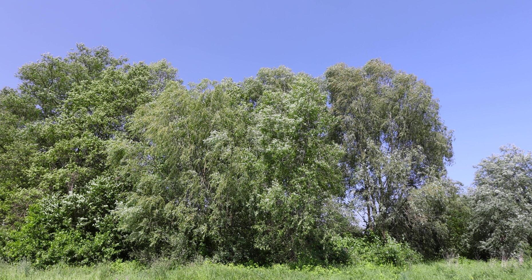 deciduous trees in windy weather in swaying foliage photo