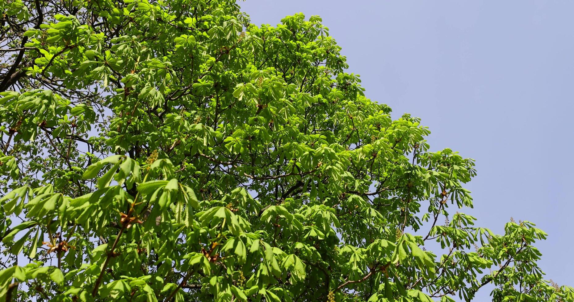 a flowering chestnut tree in the spring season, a spring park photo