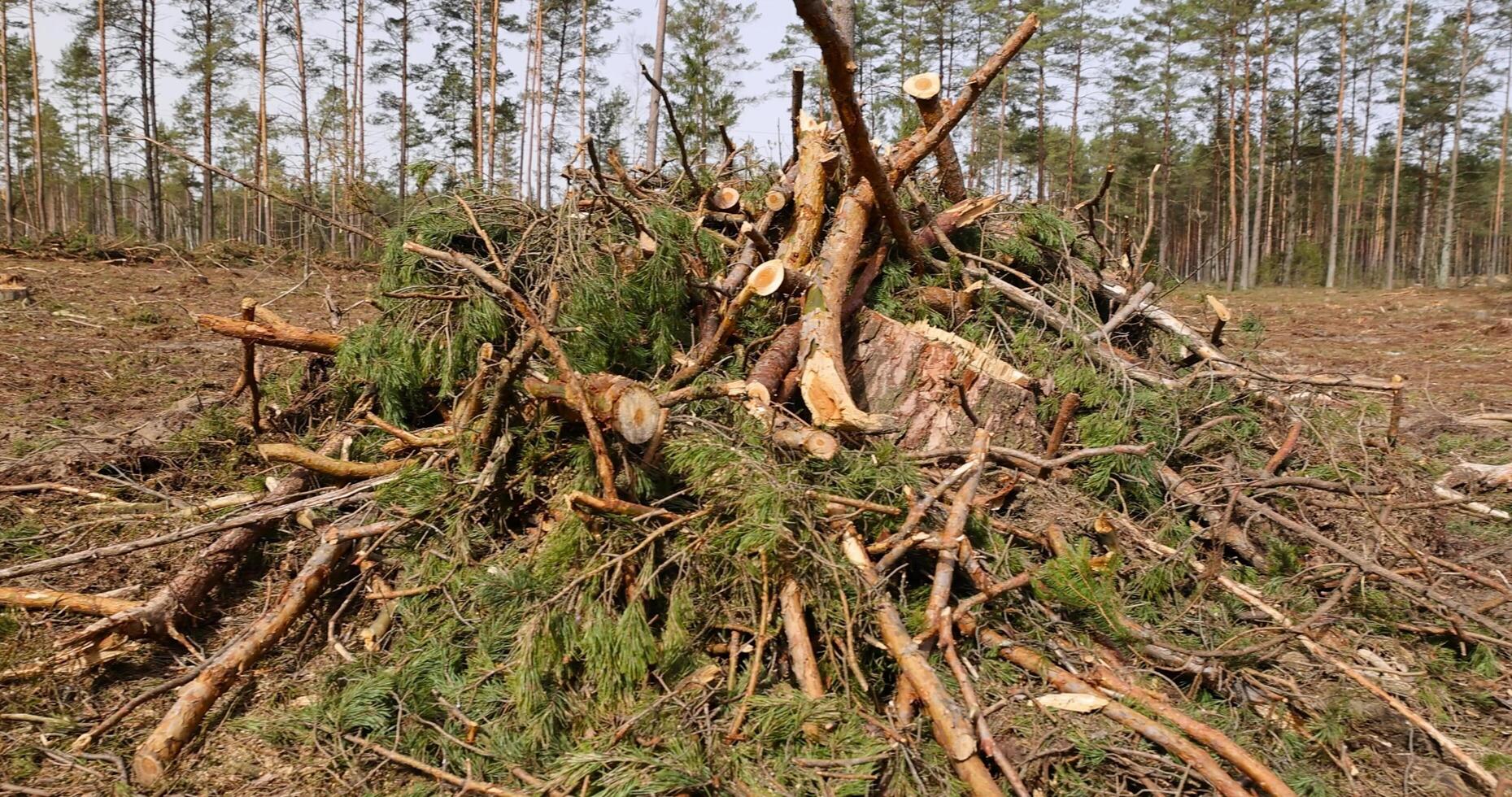 pine forest during logging and harvesting photo