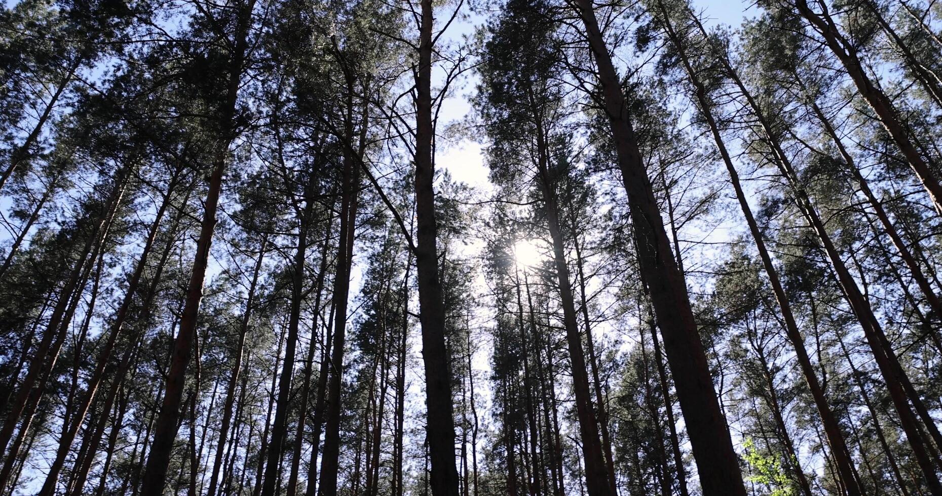 spring forest with pines and other trees photo