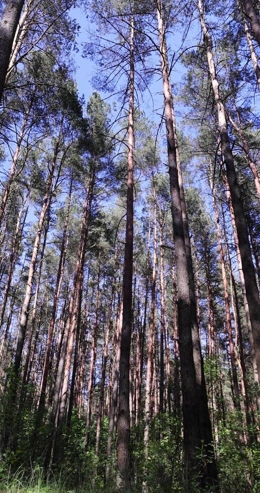 spring forest with pines and other trees photo