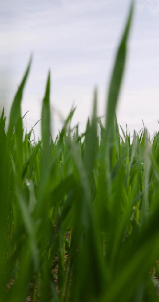 green wheat grass in the spring in the field photo